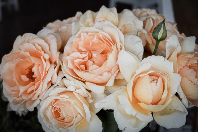 Soft peach roses in full bloom
